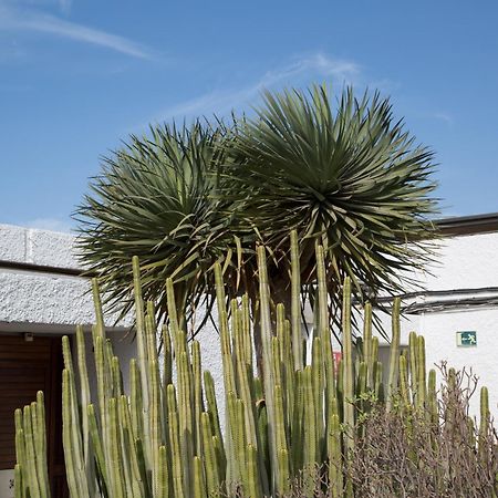 Vintersol Los Cristianos (Tenerife) Exterior foto